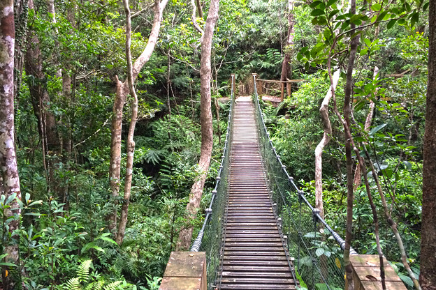 森の吊り橋