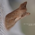 まだまだ（ナミアゲハ飼育）