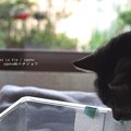 どれどれ？（ナミアゲハ飼育）