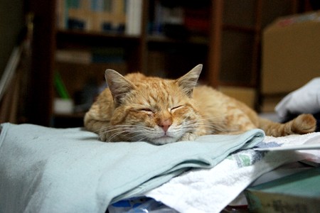 2009年04月15日の茶トラのボクチン(4歳半)