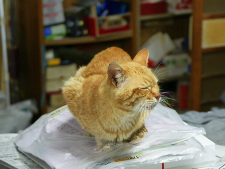 2011年04月27日の茶トラのボクチン(もう直ぐ7歳)