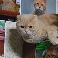 2015年5月22日のスコちゃん(２歳)