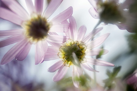菊の花