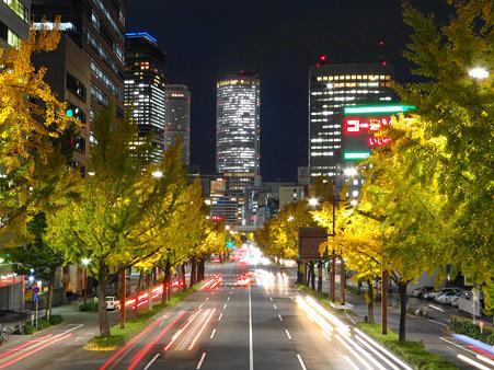 名古屋桜通りの銀杏並木