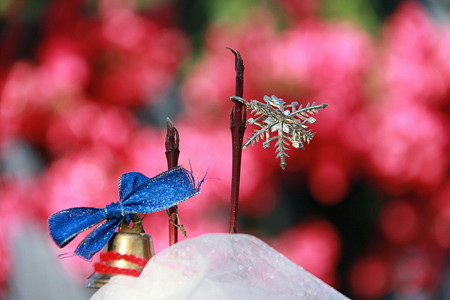 西山公園：温室の小さな小さなクリスマスツリー