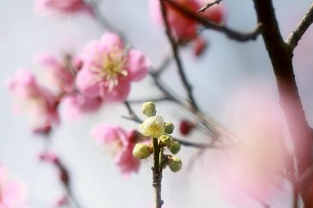梅の花は夫々に咲きて～～