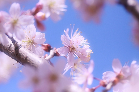 桜花は優しく~~