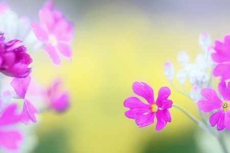 桜草は春の色 ♪♪♪
