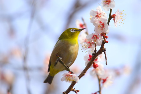 ウメジロ(9)