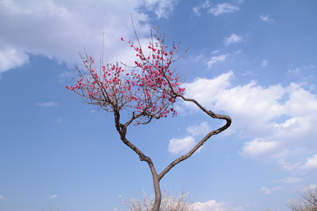 紅梅