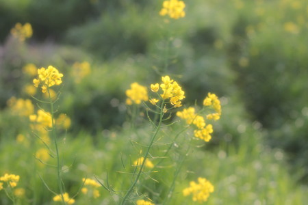 菜の花