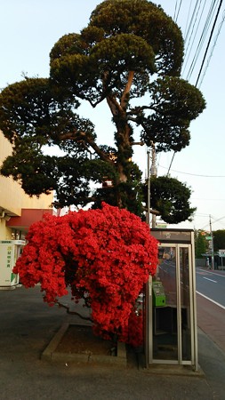 マツツジ