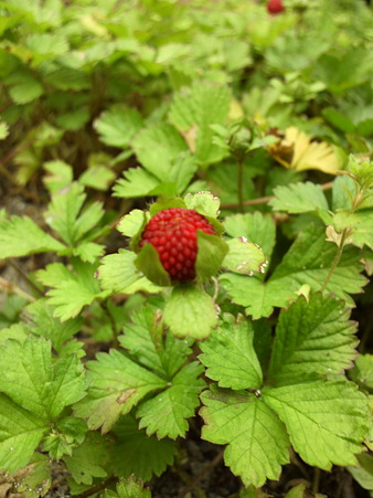 False strawberry