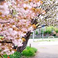 Photos: 春の散歩道