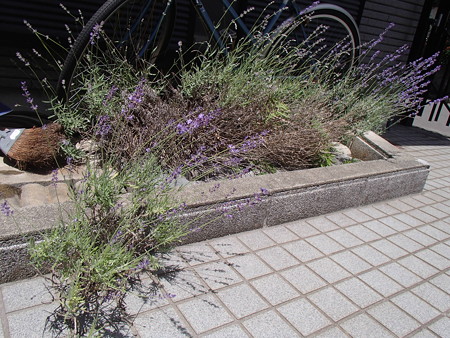 P6045808