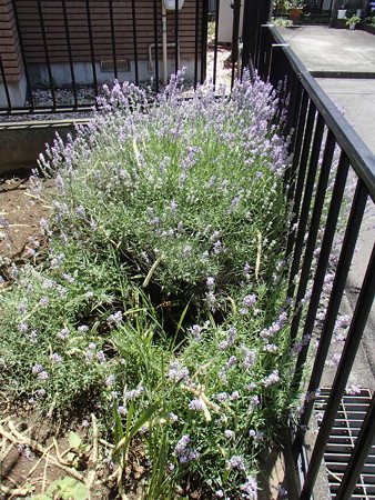 P6045805