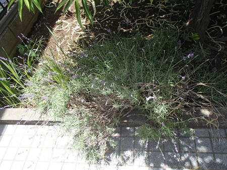 P6045803