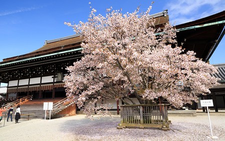 京都御所15