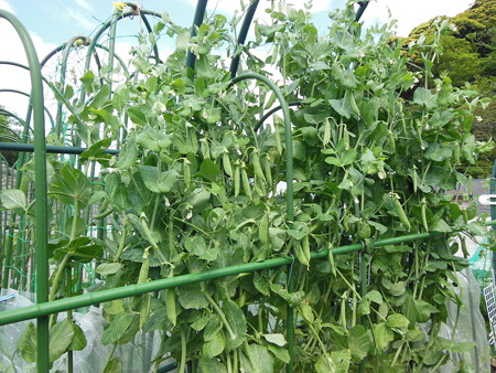 夏まき年内収穫のスナップエンドウの育て方 暇人主婦の家庭菜園 楽天ブログ