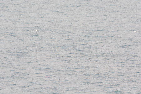 沖に浮かぶウトウの群れ