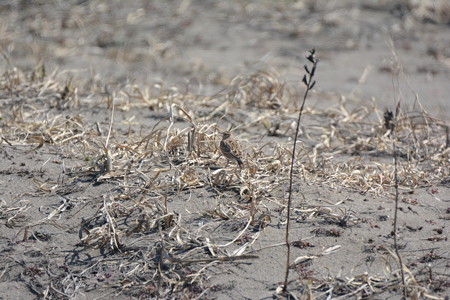 地面で鳴く渡って来たばかりのヒバリ