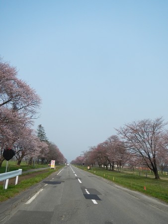 2015,4/28 静内 二十間道路桜並木2