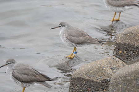 宮城県亘理町の鳥の海放鳥 キアシシギ