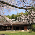 服部緑地の桜