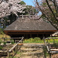 服部緑地の桜