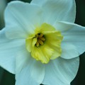 Last Daffodil of the Season 5-17-15
