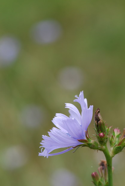 Chicory in the Wind