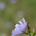Chicory in the Wind