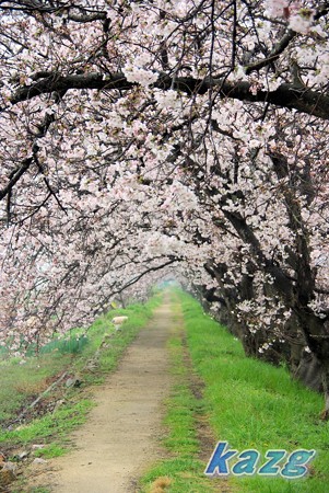 春雨に煙る桜並木の散歩道