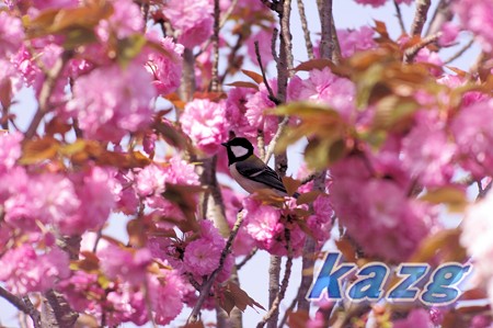 自然環境体験公園（玉野市）の八重桜とシジュウカラ