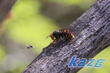 岡山県自然保護センターのスズメバチ