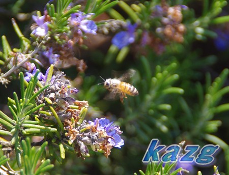 ローズマリーの花の蜜を求めるミツバチ