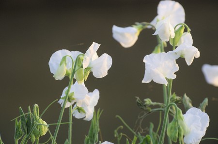 スイートピーの白い花
