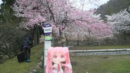 桜ミク:「伊自良湖口に着きました! ここから徒歩15分です」