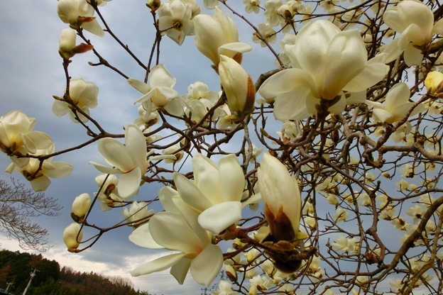 庭の花