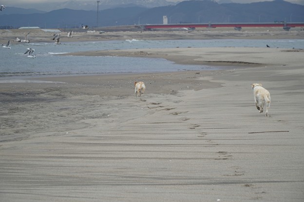 海