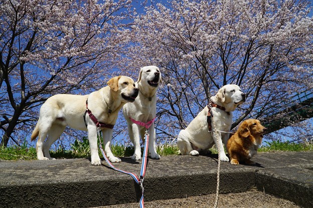 わんこと桜