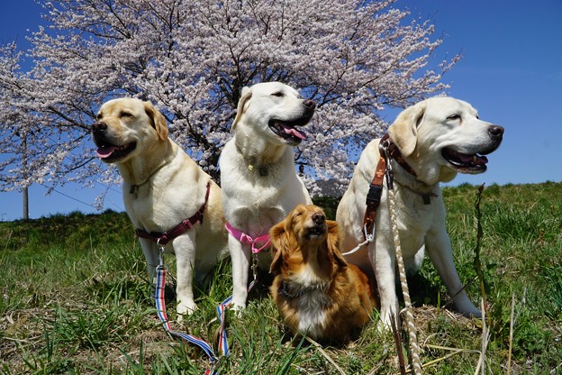 わんこと桜