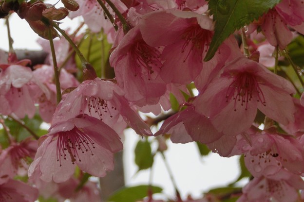 桜さがし