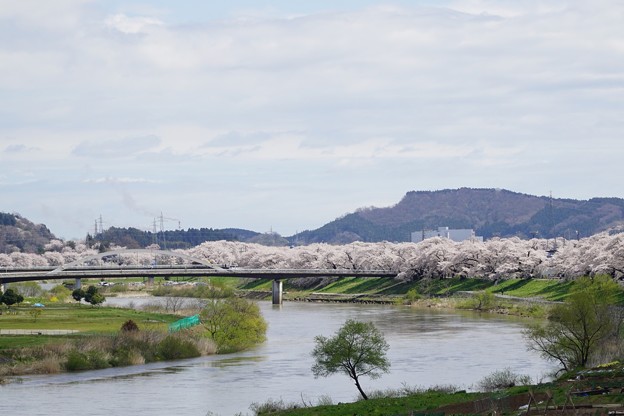 今日の桜