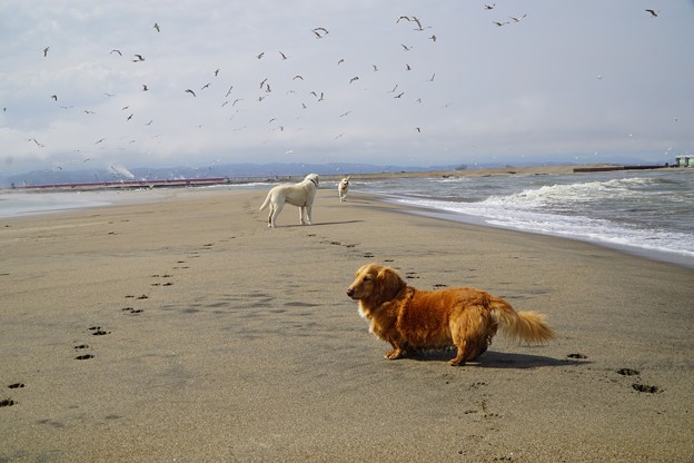 海