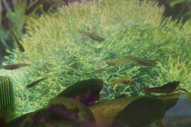 メダカとザリガニ