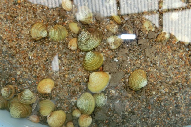 川原の浅瀬で