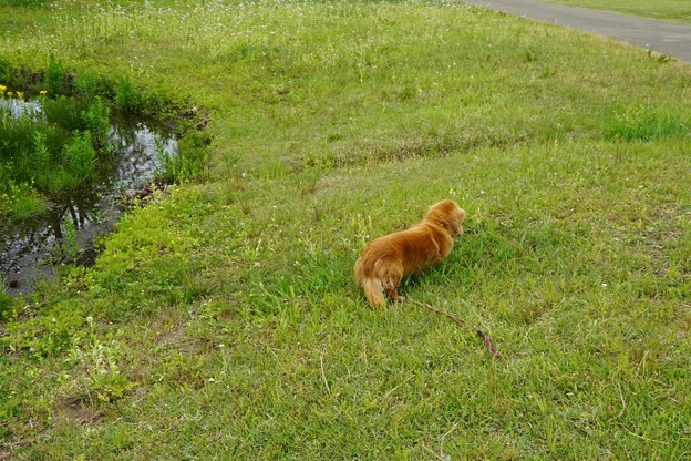 公園散歩