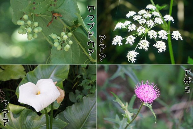 お山の花