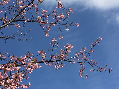 近所の河津桜03